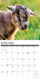 Baby Goats 2024 12" x 12" Wall Calendar