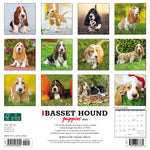 Just Basset Hound Puppies 2024 12" x 12" Wall Calendar