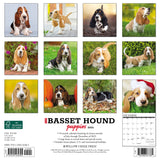 Just Basset Hound Puppies 2024 12" x 12" Wall Calendar