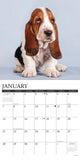 Just Basset Hound Puppies 2024 12" x 12" Wall Calendar