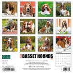 Just Basset Hounds 2024 12" x 12" Wall Calendar