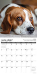 Beagle Rules 2024 12" x 12" Wall Calendar