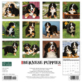 Just Bernese Mountain Puppies 2024 12" x 12" Wall Calendar
