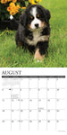 Just Bernese Mountain Puppies 2024 12" x 12" Wall Calendar