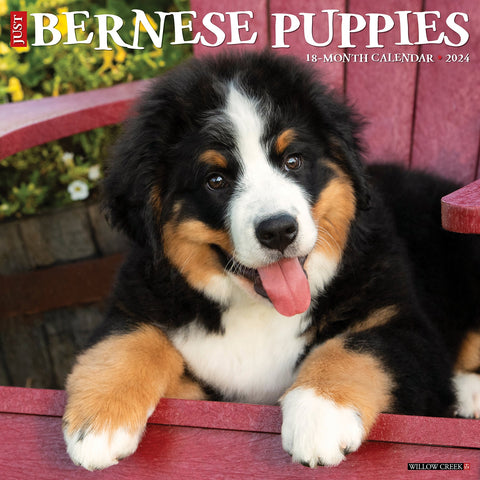 Just Bernese Mountain Puppies 2024 12" x 12" Wall Calendar