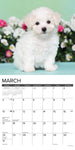 Just Bichon Frise Puppies 2024 12" x 12" Wall Calendar