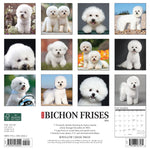 Just Bichons Frises 2024 12" x 12" Wall Calendar