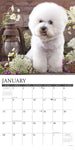 Just Bichons Frises 2024 12" x 12" Wall Calendar