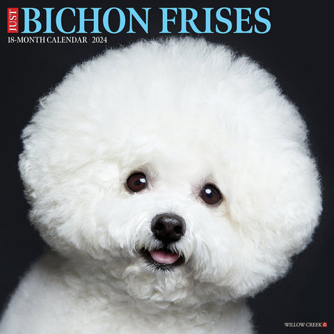 Just Bichons Frises 2024 12" x 12" Wall Calendar