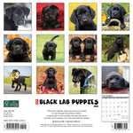Just Black Lab Puppies 2024 12" x 12" Wall Calendar