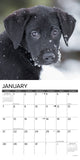 Just Black Lab Puppies 2024 12" x 12" Wall Calendar