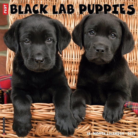 Just Black Lab Puppies 2024 12" x 12" Wall Calendar