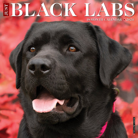 Just Black Labs 2024 12" x 12" Wall Calendar