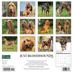 Just Bloodhounds 2024 12" x 12" Wall Calendar
