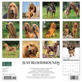 Just Bloodhounds 2024 12" x 12" Wall Calendar