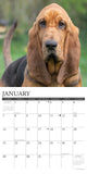 Just Bloodhounds 2024 12" x 12" Wall Calendar