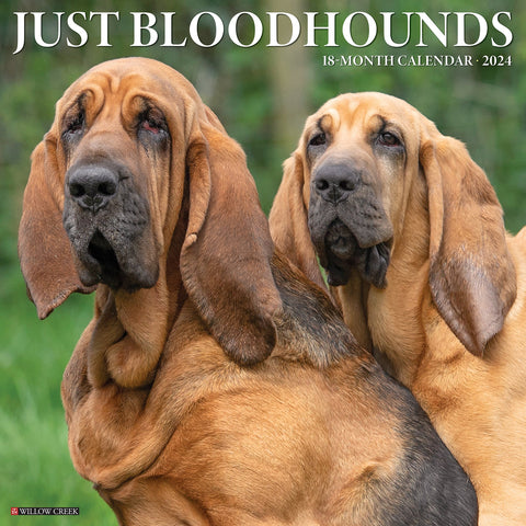 Just Bloodhounds 2024 12" x 12" Wall Calendar