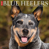 Just Blue Heelers 2024 12" x 12" Wall Calendar