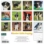 Just Border Collie Puppies 2024 12" x 12" Wall Calendar