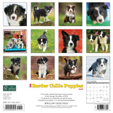 Just Border Collie Puppies 2024 12" x 12" Wall Calendar