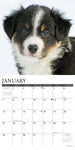 Just Border Collie Puppies 2024 12" x 12" Wall Calendar