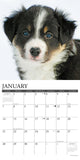 Just Border Collie Puppies 2024 12" x 12" Wall Calendar