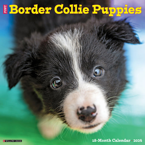 Just Border Collie Puppies 2024 12" x 12" Wall Calendar