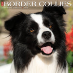 Just Border Collies 2024 12" x 12" Wall Calendar