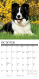 Just Border Collies 2024 12" x 12" Wall Calendar