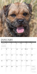 Just Border Terriers 2024 12" x 12" Wall Calendar