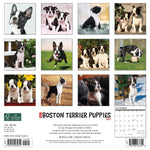 Just Boston Terrier Puppies 2024 12" x 12" Wall Calendar