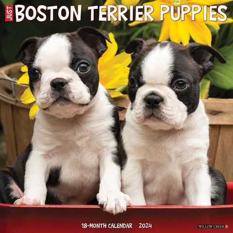 Just Boston Terrier Puppies 2024 12" x 12" Wall Calendar