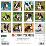 Just Boston Terriers 2024 12" x 12" Wall Calendar