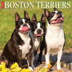 Just Boston Terriers 2024 12" x 12" Wall Calendar