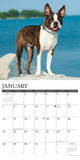 Just Boston Terriers 2024 12" x 12" Wall Calendar