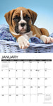 Just Boxer Puppies 2024 12" x 12" Wall Calendar