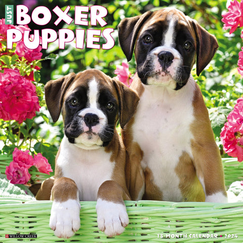 Just Boxer Puppies 2024 12" x 12" Wall Calendar