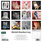 British Shorthair Cats 2024 12" x 12" Wall Calendar