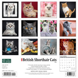 British Shorthair Cats 2024 12" x 12" Wall Calendar