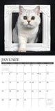 British Shorthair Cats 2024 12" x 12" Wall Calendar