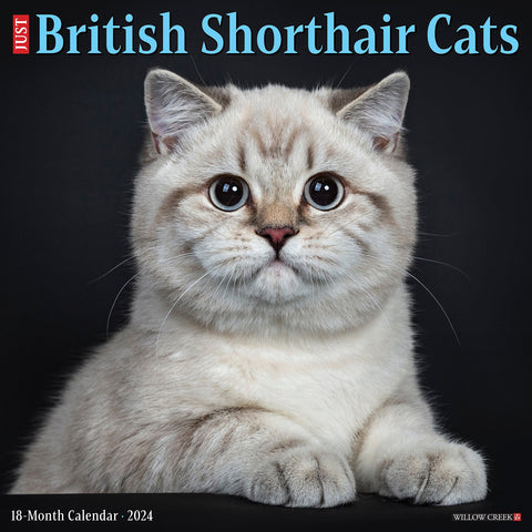 British Shorthair Cats 2024 12" x 12" Wall Calendar