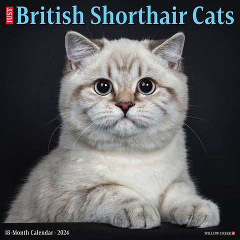 British Shorthair Cats 2024 12" x 12" Wall Calendar