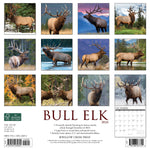 Bull Elk 2024 12" x 12" Wall Calendar