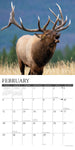 Bull Elk 2024 12" x 12" Wall Calendar