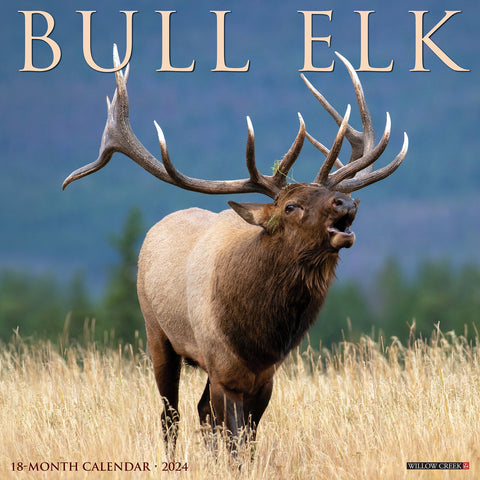 Bull Elk 2024 12" x 12" Wall Calendar