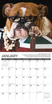 Bulldog Bad Boys 2024 12" x 12" Wall Calendar