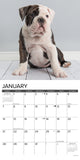 Just Bulldog Puppies 2024 12" x 12" Wall Calendar