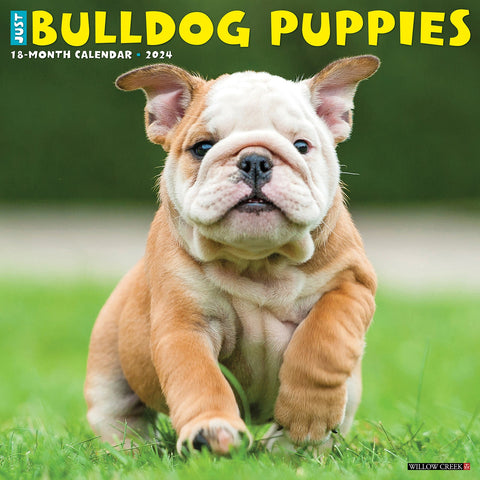 Just Bulldog Puppies 2024 12" x 12" Wall Calendar