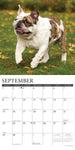 Just Bulldogs 2024 12" x 12" Wall Calendar