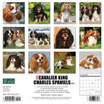 Just Cavalier King Charles Spaniels 2024 12" x 12" Wall Calendar